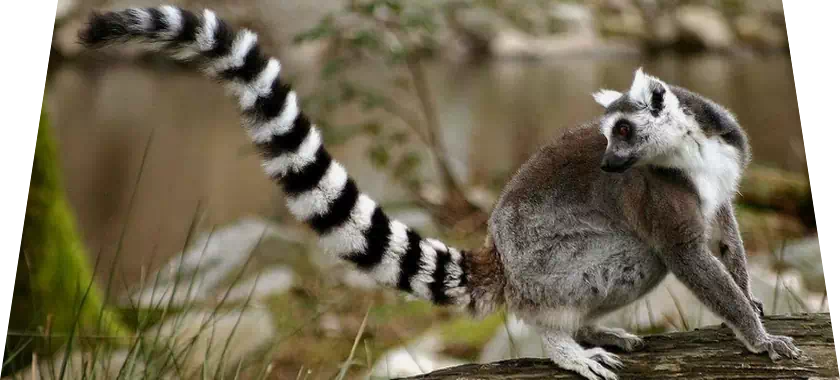 long-tail keywords for specific queries
